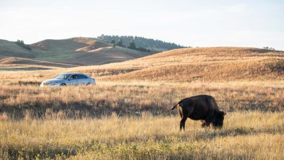 11 Essential Things to Do in Wind Cave National Park